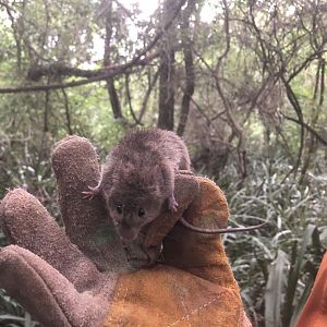 Montane Grass Mouse (Akodon montensis)