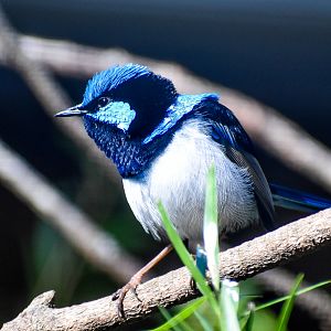 Superb Fairywren