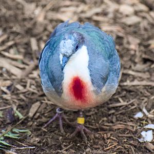 Luzon Bleeding-heart Dove