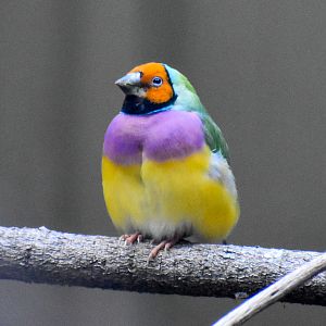 Gouldian Finch