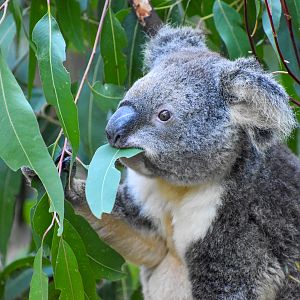 Koala eating