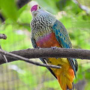 Rose-crowned Fruit-Dove