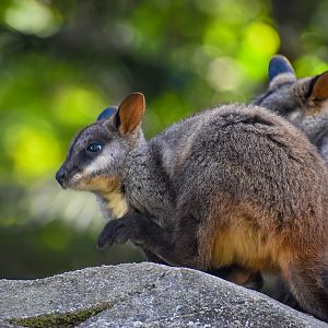 Brush-tailed Brush-Wallaby joey