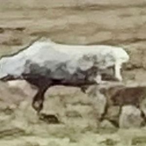 Impression of Caribou - Alaska