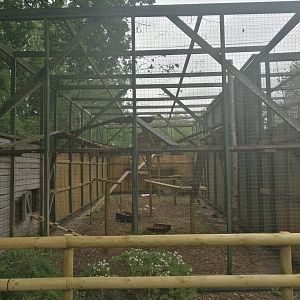 Bobcat Enclosure