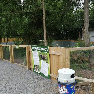 New Raccoon Dog Enclosure