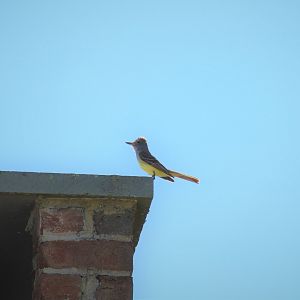 Great Crested Flycatcher