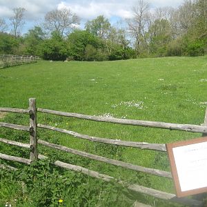 Sagnlandet Lejre - Smallholding area - Sheep exhibit