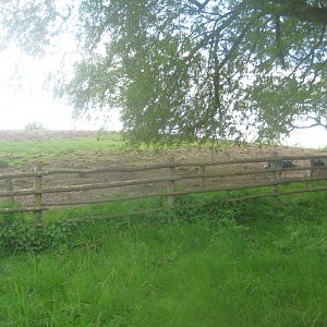 Sagnlandet Lejre - Smallholding area - Pig exhibit