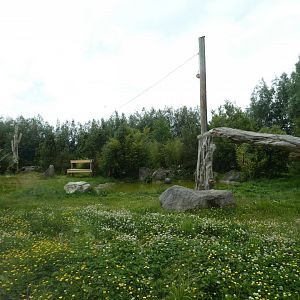 Amur tiger enclosure