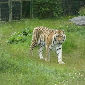 Amur tiger