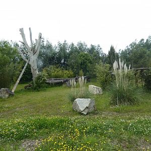 Amur tiger enclosure (2)