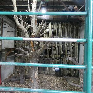 Sulawesi crested macaque indoor enclosure