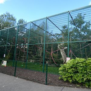 Sulawesi crested macaque enclosure