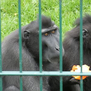 Sulawesi crested macaque