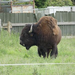 American bison