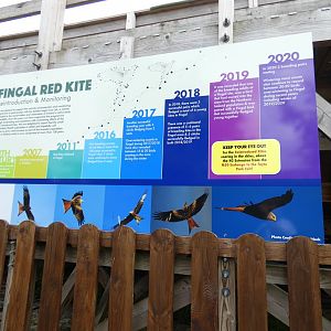 Reintroduction of Red kites into Ireland