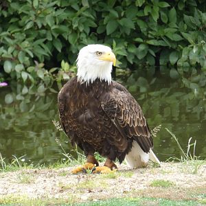 Bald eagle