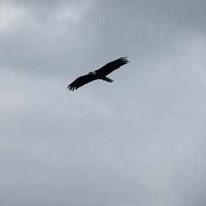 Bald eagle flying