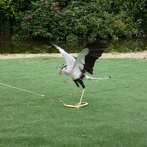 Secretary bird
