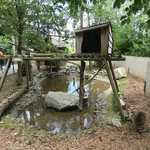 Common racoon enclosure
