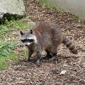 Common racoon