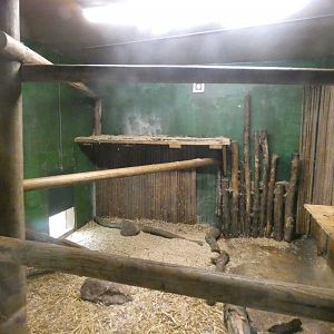 Binturong indoor enclosure