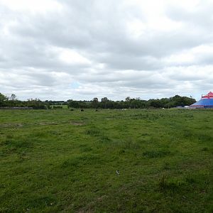 American bison enclosure