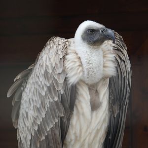 African white-backed vulture