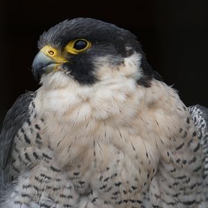 Peregrine falcon
