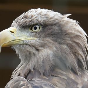 White-tailed sea eagle