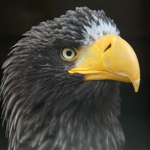 Steller's sea eagle