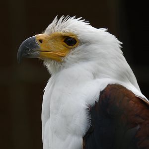 African fish eagle