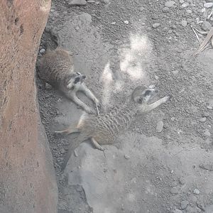 Meerkats taking it easy