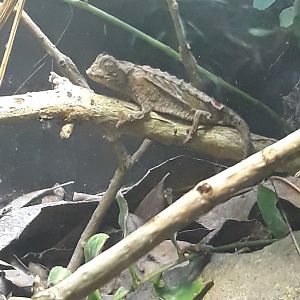 Spiny leaf chameleon
