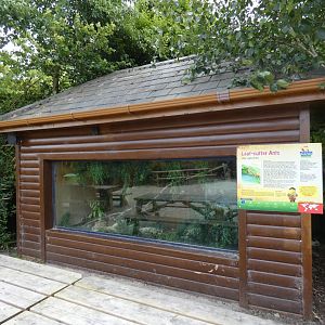 Leaf-cutter ant display