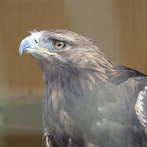 Golden eagle