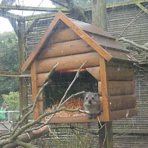 Hyrax in a hut