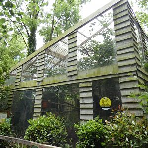 Silvery marmoset and agouti enclosure