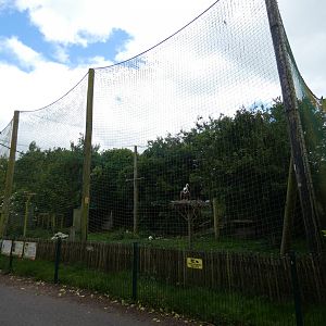 Mixed species aviary