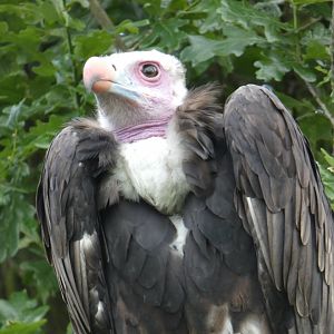 White-headed vulture