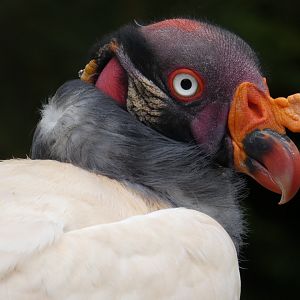 King vulture