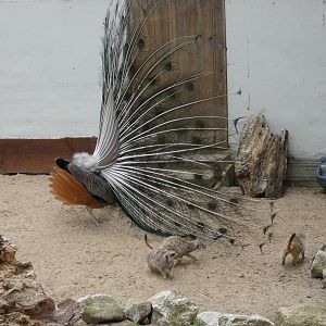 Indian peacocks and Meerkat