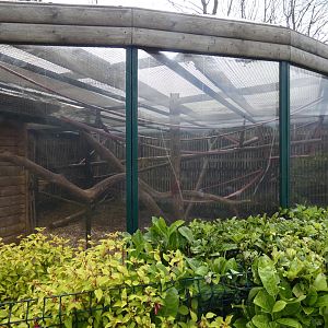 Tayra enclosure