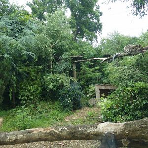 Amur leopard enclosure