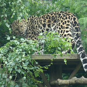 Amur leopard