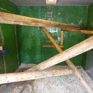 Tayra indoor enclosure