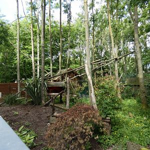 Ring-tailed coati enclosure