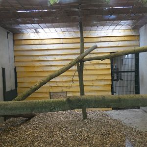 Amur leopard indoor enclosure