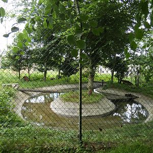 Asian short-clawed otter enclosure